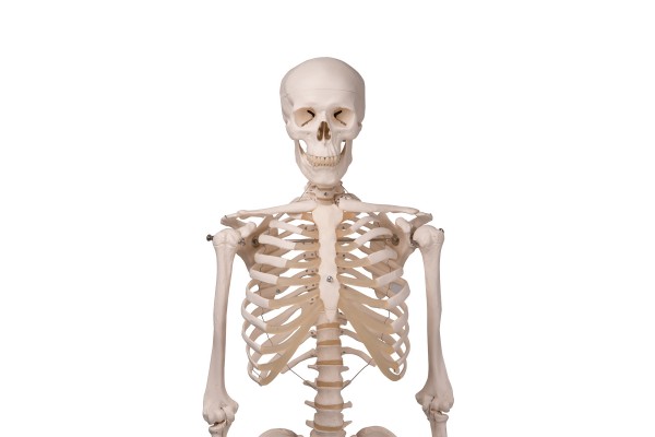 Anatomisch Model Skelet - Anatomieshop.nl